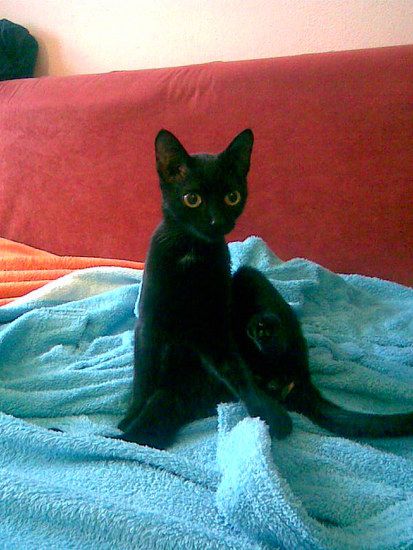 Luna (Zugelaufene Katze)