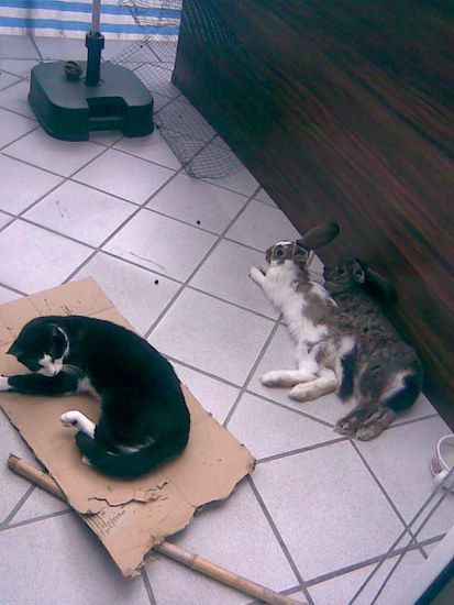 lilly hay und sparerib