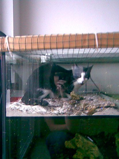 lillyimaquarium1