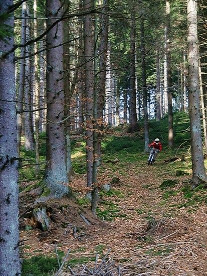 Wald