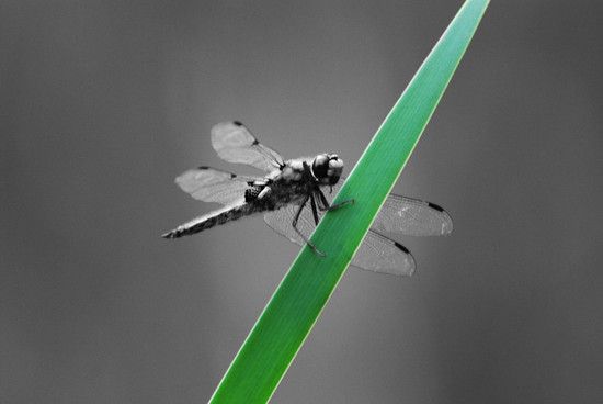 Libelle