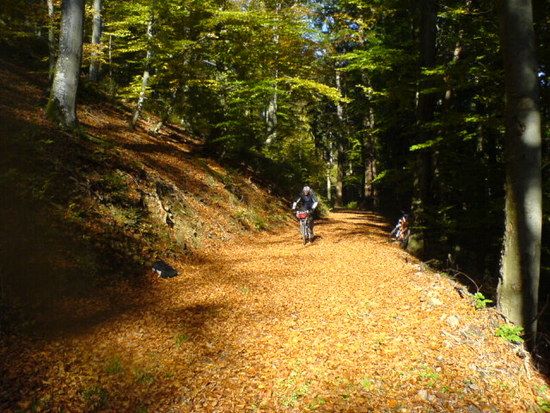 Wald 3