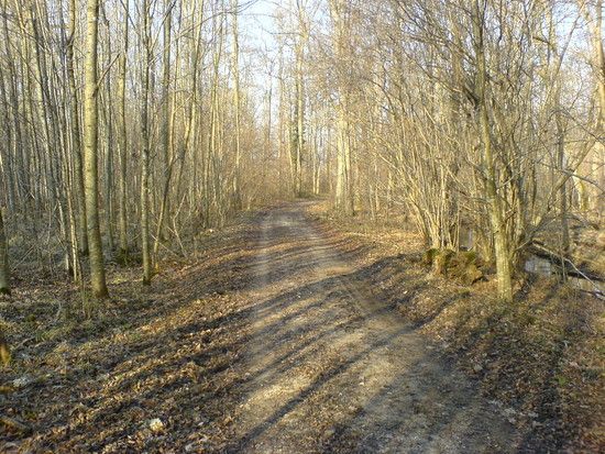 Waldweg im Tal