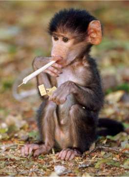 monkey