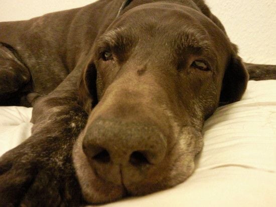Hund03