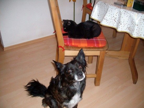 katze2