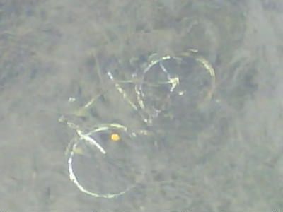 Siegfahrrad