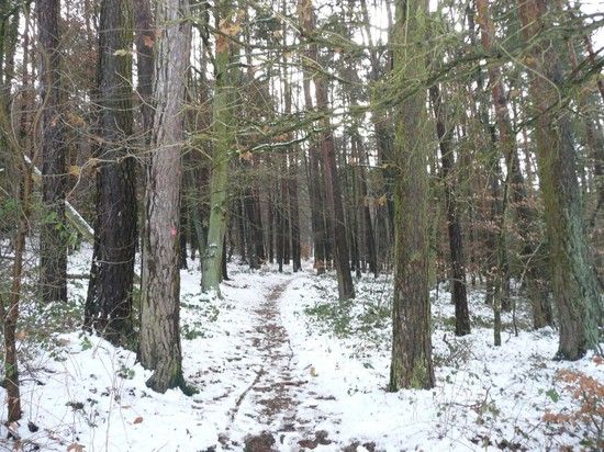 Trail1
