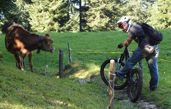 Cow