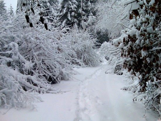 30.01.10 im Hüttersdorfer Wald