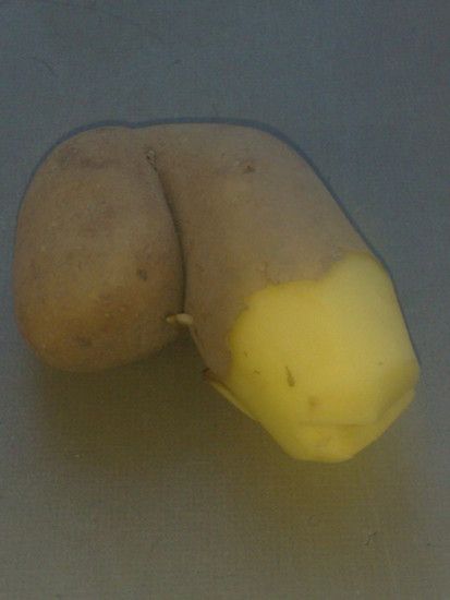 Die Kartoffel des Jahres 2010
