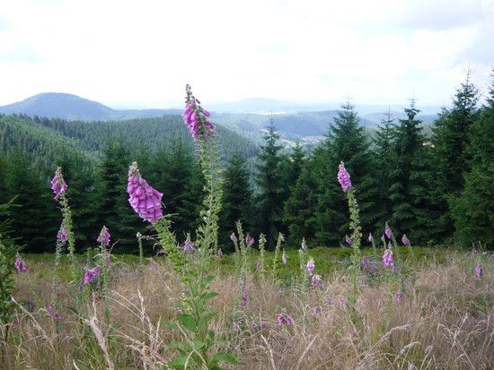 Rennsteig