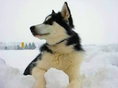Ayla (Malamute)