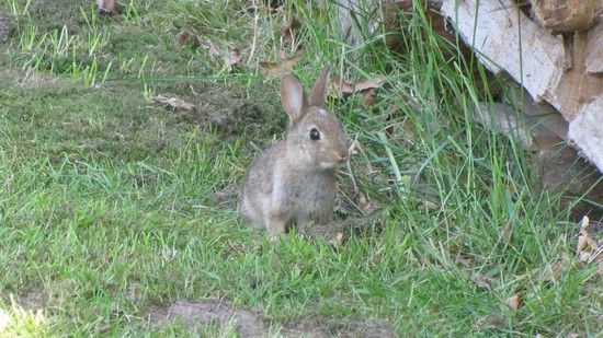 Hasi