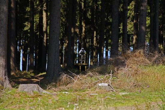 Braunlage Freeride