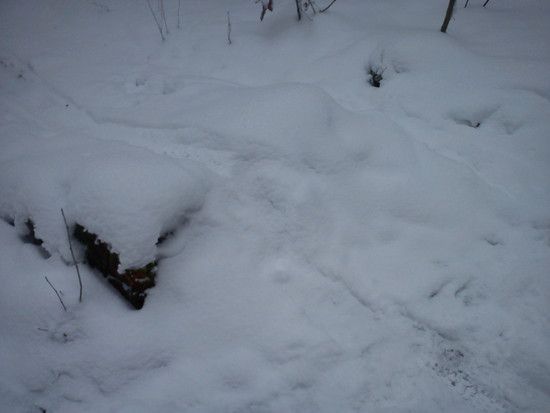 DSC00407