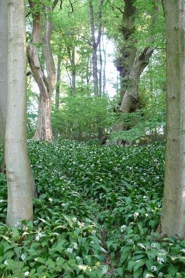 Sommerrevier0005