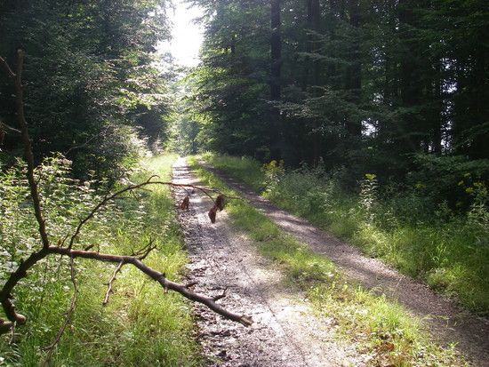 Sommerrevier0015