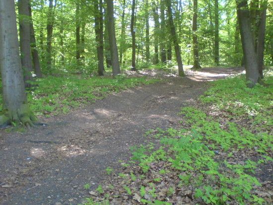 Bremen-Marßeler Wald10