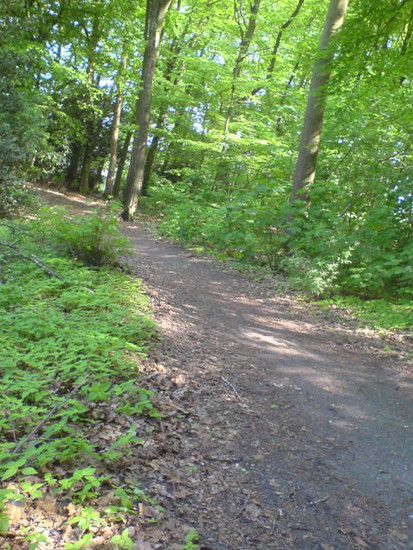 Bremen-Marßeler Wald11