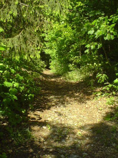 Bremen-Marßeler Wald14