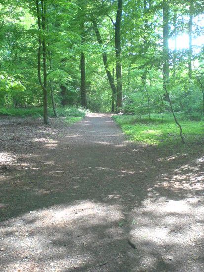 Bremen-Maßreler Wald19