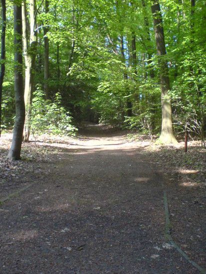 Bremen-Marßeler Wald2