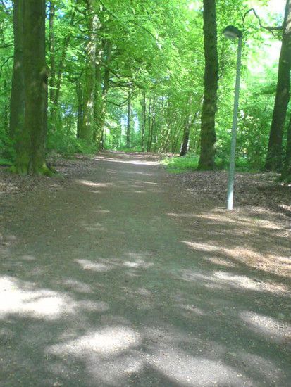 Bremen-Marßeler Wald20