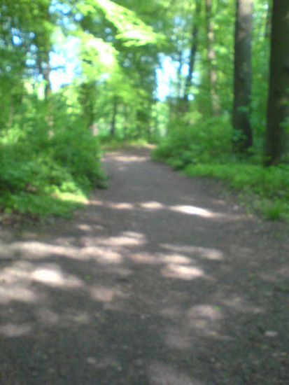 Bremen-Marßeler Wald22