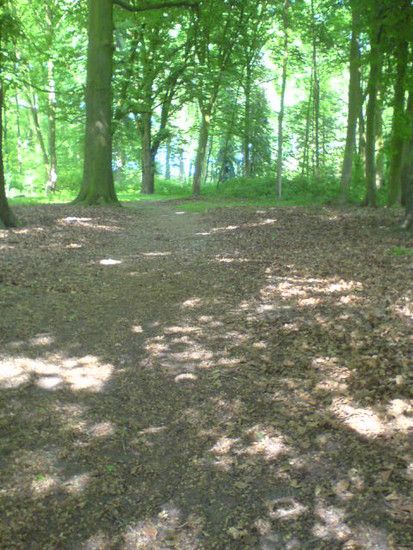 Bremen-Marßeler Wald23