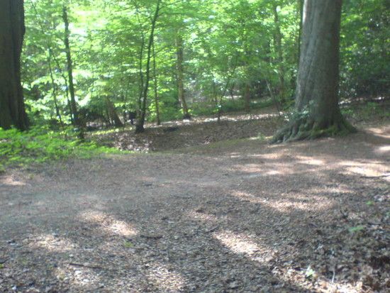 Bremen-Marßeler Wald25
