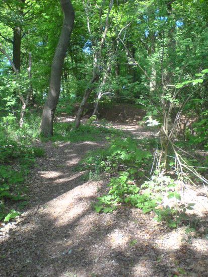 Bremen-Marßeler Wald26