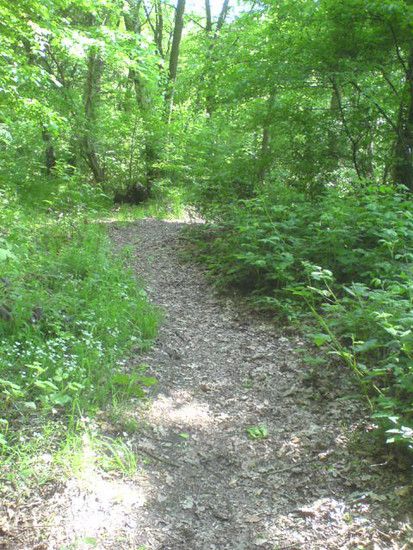 Bremen-Marßeler Wald27