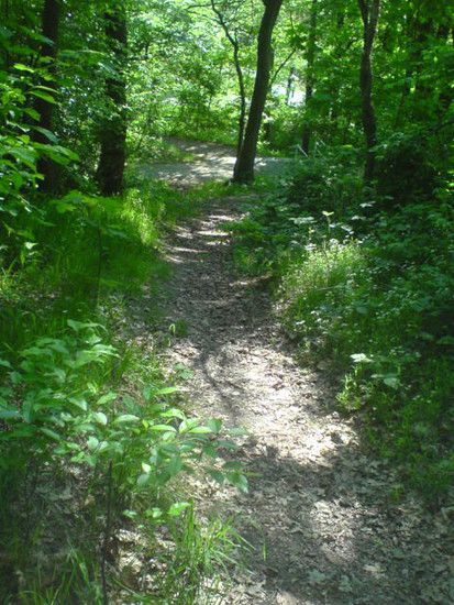 Bremen-Marßeler Wald28