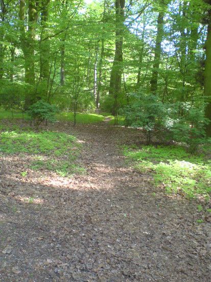 Bremen-Marßeler Wald3