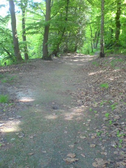 Bremen-Marßeler Wald5