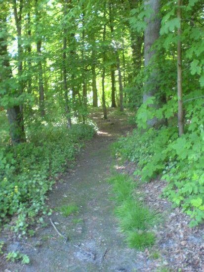 Bremen-Marßeler Wald6
