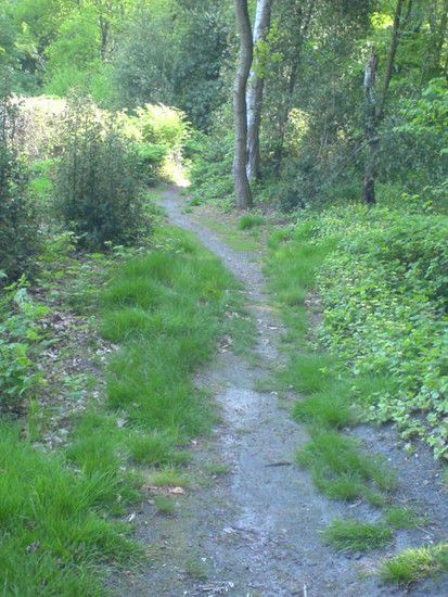 Bremen-Marßeler Wald7