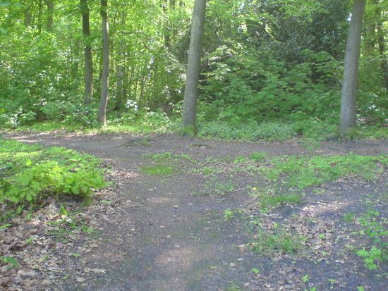 Bremen-Marßeler Wald9