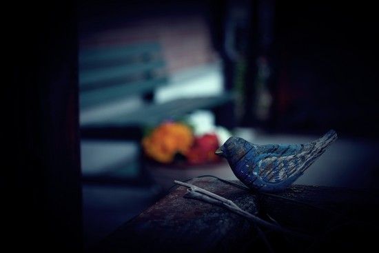 The lonely old Bird