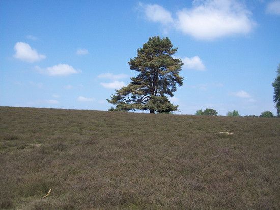 Westruper Heide 5
