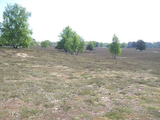 Westruper Heide 4