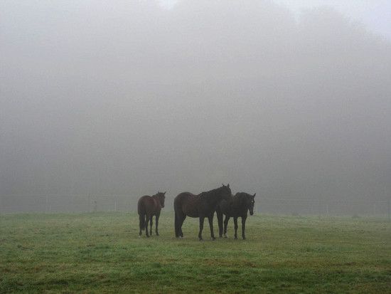 foggy horses