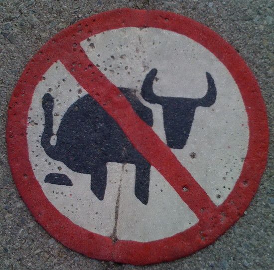 CowsdontPoohere