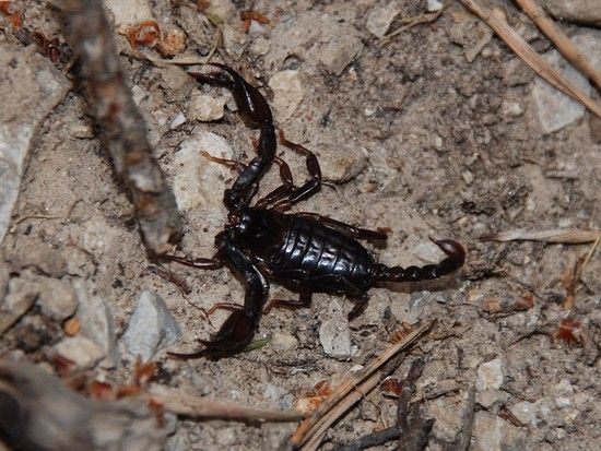 03 MI scorpion