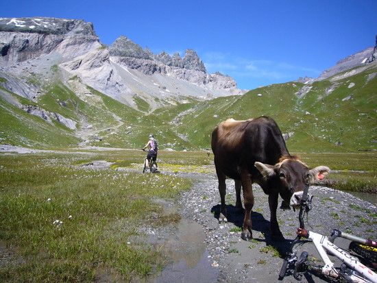 Graubündner Braunvieh...