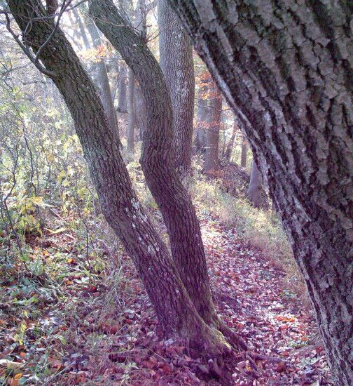 verwunschener Trail
