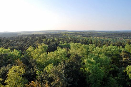 Die Haard vom Feuerwachturm Farnberg