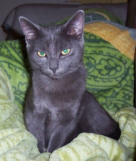katz