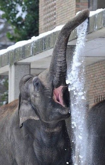 Elephants-Play5